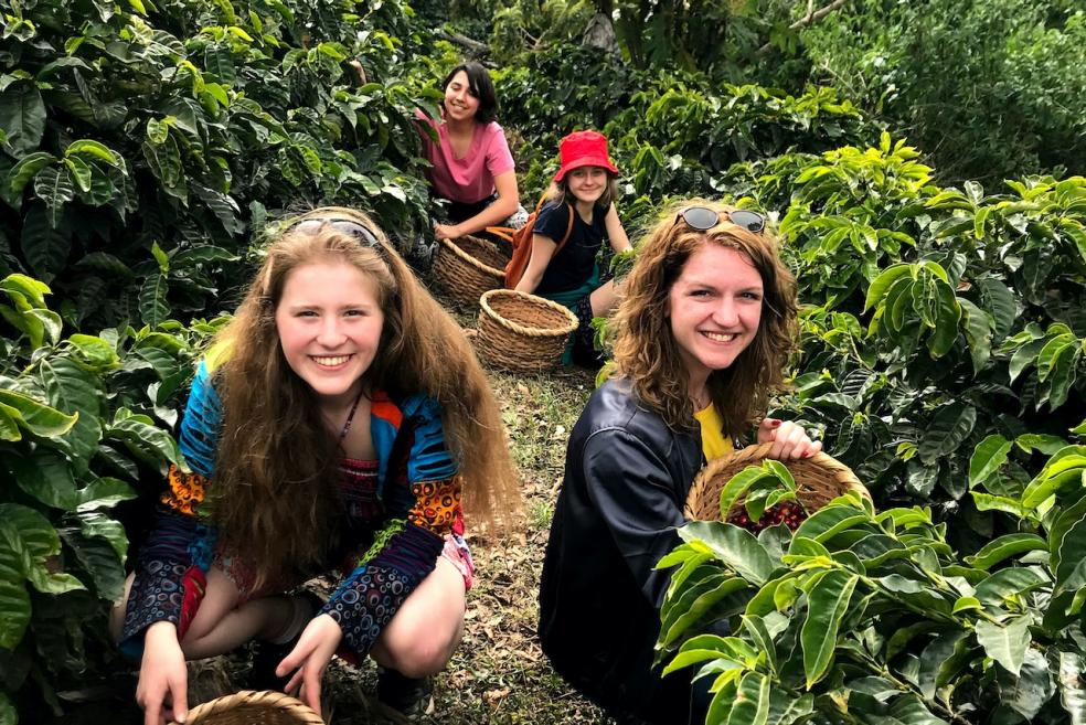 Coffee farm